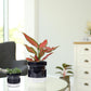 Self Watering Planter Pot Terracotta and Glass