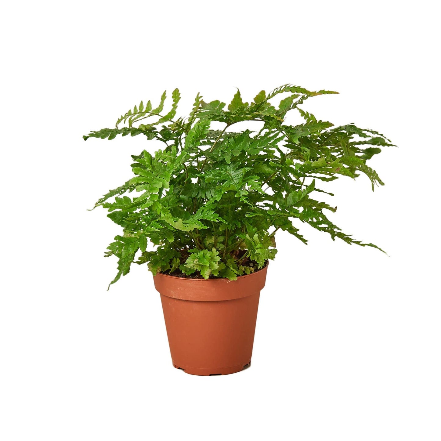 Ferns