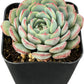 Sprout N Green Echeveria Minima, 1 Live Mini Succulent Plant Fully Rooted in 2 inch Starter Pot, Real House Plant for Indoor Outdoor Home Office Wedding Decoration Party Favor