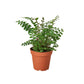 Ferns