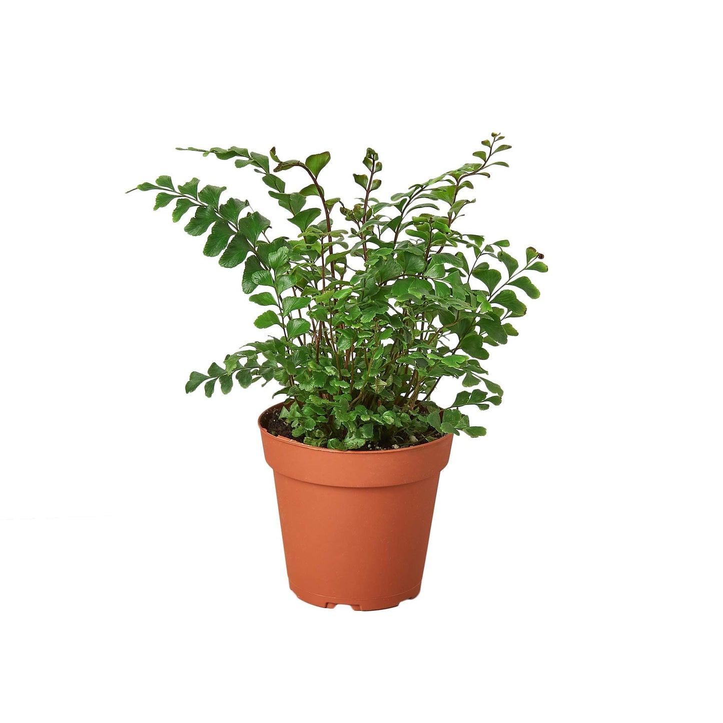 Ferns