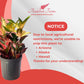 Croton Petra – Live Tropical Plant in 10-Inch Grower Pot | Indoor & Outdoor Use