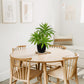 Dracaena Artificial Houseplant
