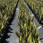 Sansevieria Laurentii Live Plant Indoor/Outdoor in 10 in Grower Pot, Green, Yellow