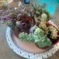 4" Trailing Succulents