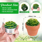 Succulent Cactus 18ea Tealight Candles