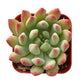 Lithops & Succulent Collection