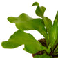 Ferns
