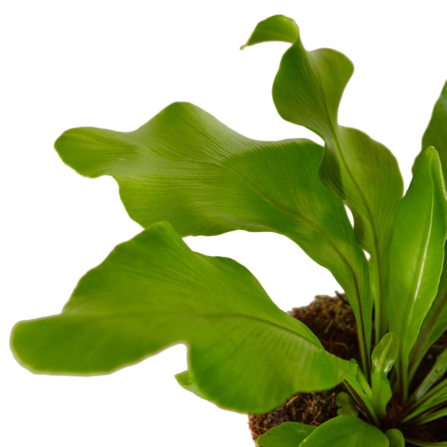 Ferns