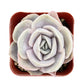 Lithops & Succulent Collection