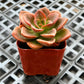 Lithops & Succulent Collection
