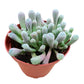 4" Trailing Succulents