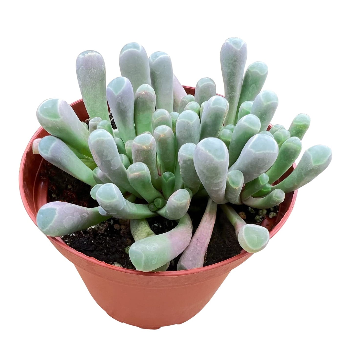 4" Trailing Succulents