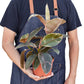 Ficus