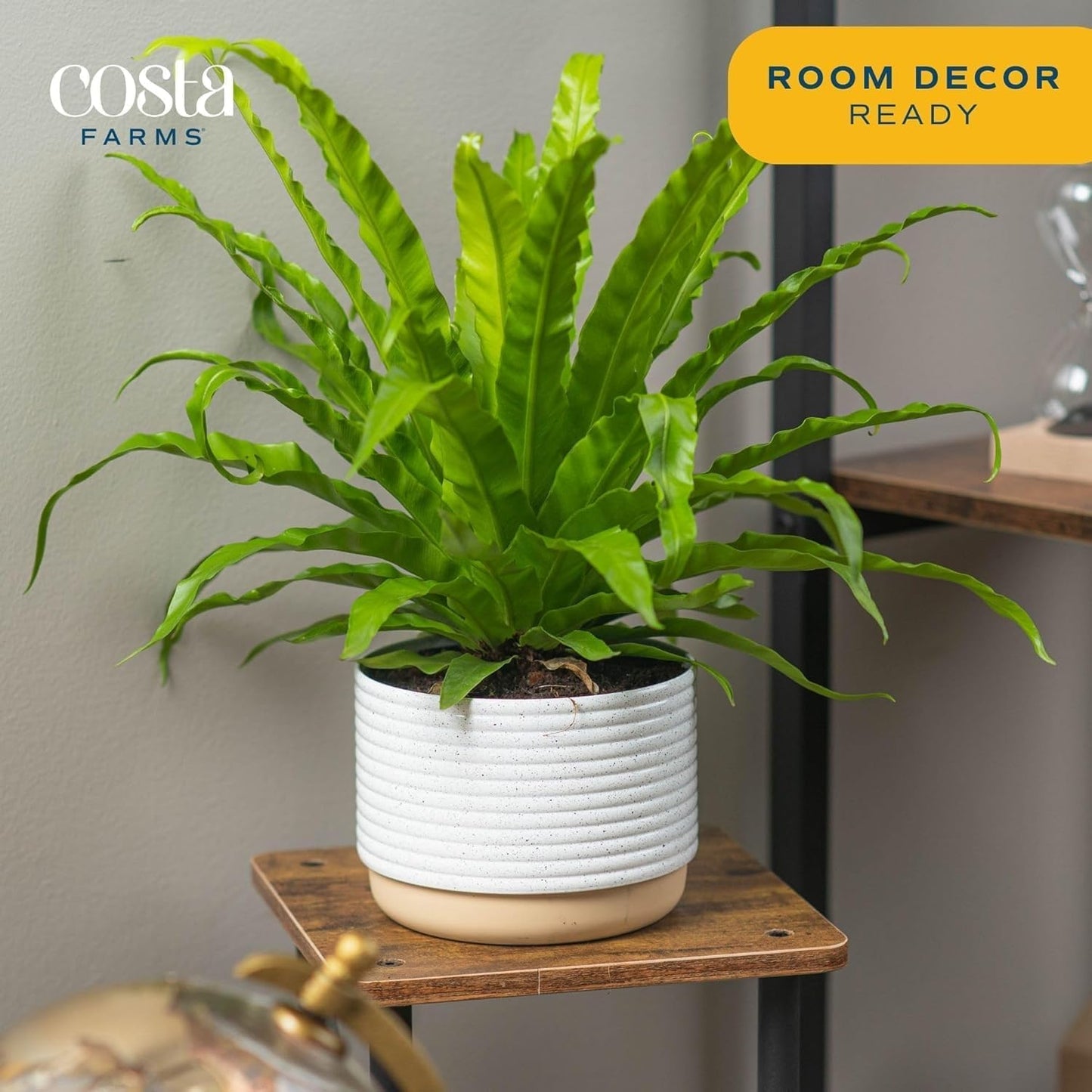 Bird's Nest Fern in Planter