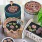 Lithops & Succulent Collection