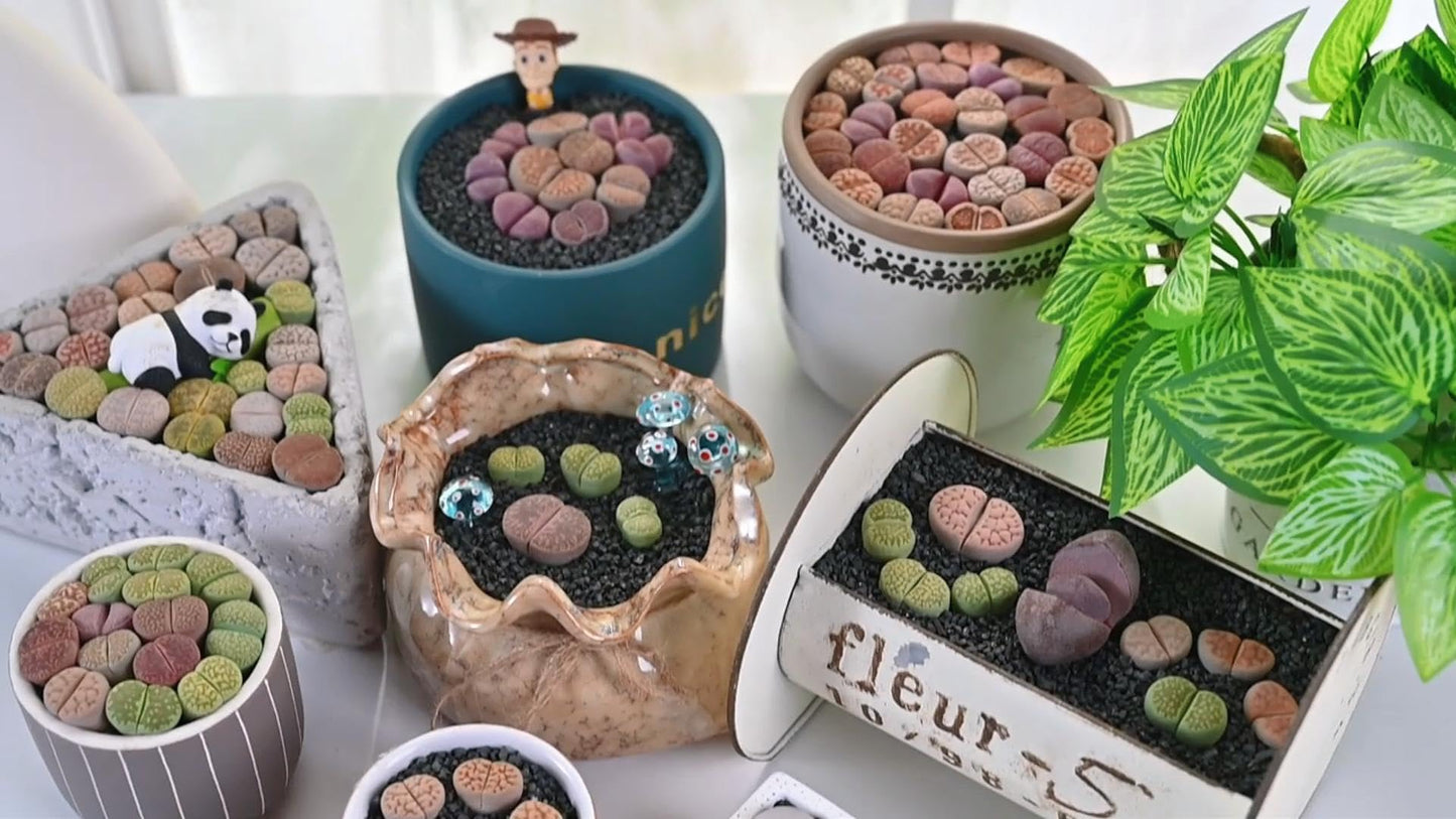 Lithops & Succulent Collection