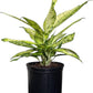 Dieffenbachia Starbright Live Plant, Indoor/Outdoor, 10-inch Pot, Yellow and Green