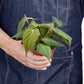 Philodendrons
