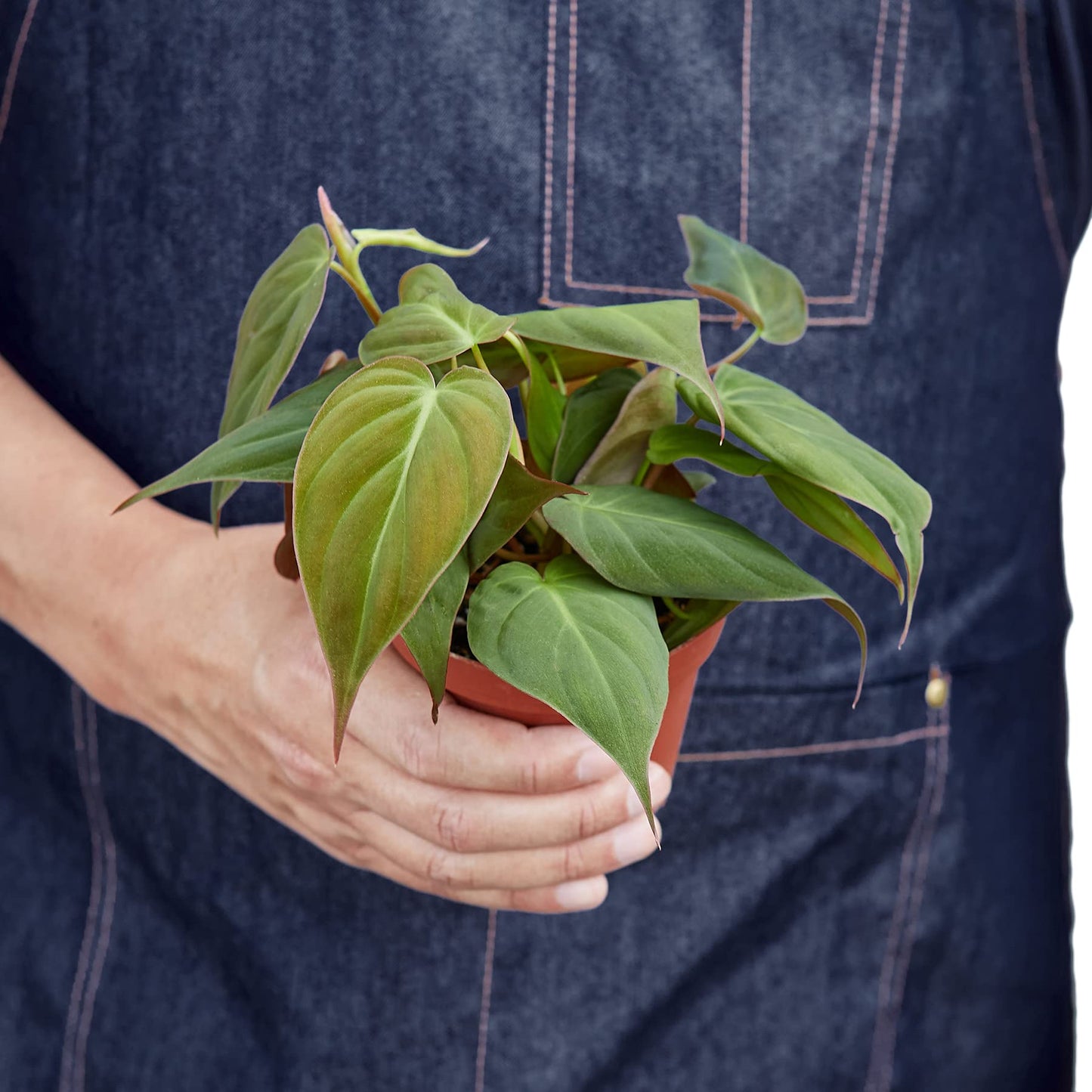 Philodendrons