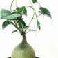 Live Gerrardanthus Macrorhizus – Rare Succulent Caudex Plant