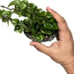 6" Hoya Compacta aka Hindu Rope