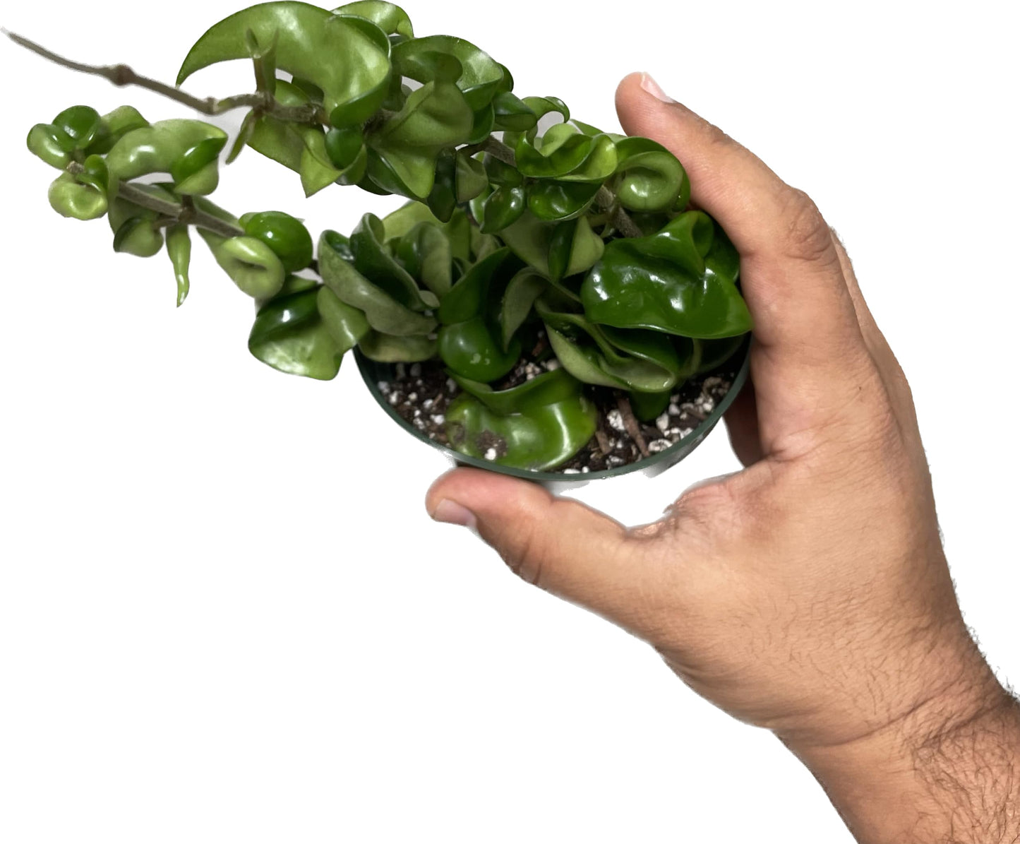6" Hoya Compacta aka Hindu Rope