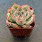 Sprout N Green Echeveria Minima, 1 Live Mini Succulent Plant Fully Rooted in 2 inch Starter Pot, Real House Plant for Indoor Outdoor Home Office Wedding Decoration Party Favor