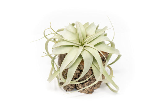Cork Bark Planter with Small Air Plant