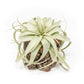 Cork Bark Planter with Small Air Plant