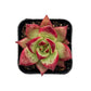 Lithops & Succulent Collection