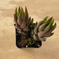 Lithops & Succulent Collection