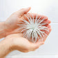 Jumbo Tectorum Ecuador Air Plant