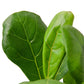 Ficus