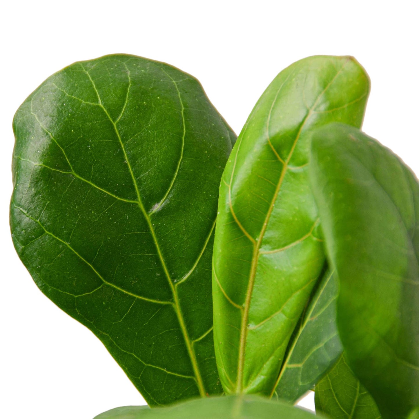 Ficus