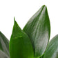 Snake Plants