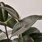 Ficus