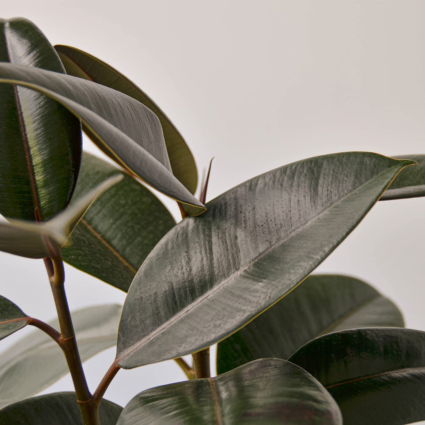 Ficus