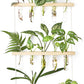 Wall Hanging Plant Propagation Station