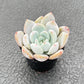 Sprout N Green Echeveria Minima, 1 Live Mini Succulent Plant Fully Rooted in 2 inch Starter Pot, Real House Plant for Indoor Outdoor Home Office Wedding Decoration Party Favor