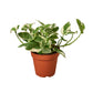 Pothos