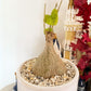 Live Gerrardanthus Macrorhizus – Rare Succulent Caudex Plant