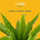 Bird's Nest Fern in Planter