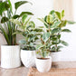Ficus Tineke, Live Indoor Plants in Grower Pot, Natural Air Purifier in Well-Drained Moist Soil, Gift for Plant Lovers, Birthday Gift, Living Room, Bedroom Decor, 10 Inch, Variegated