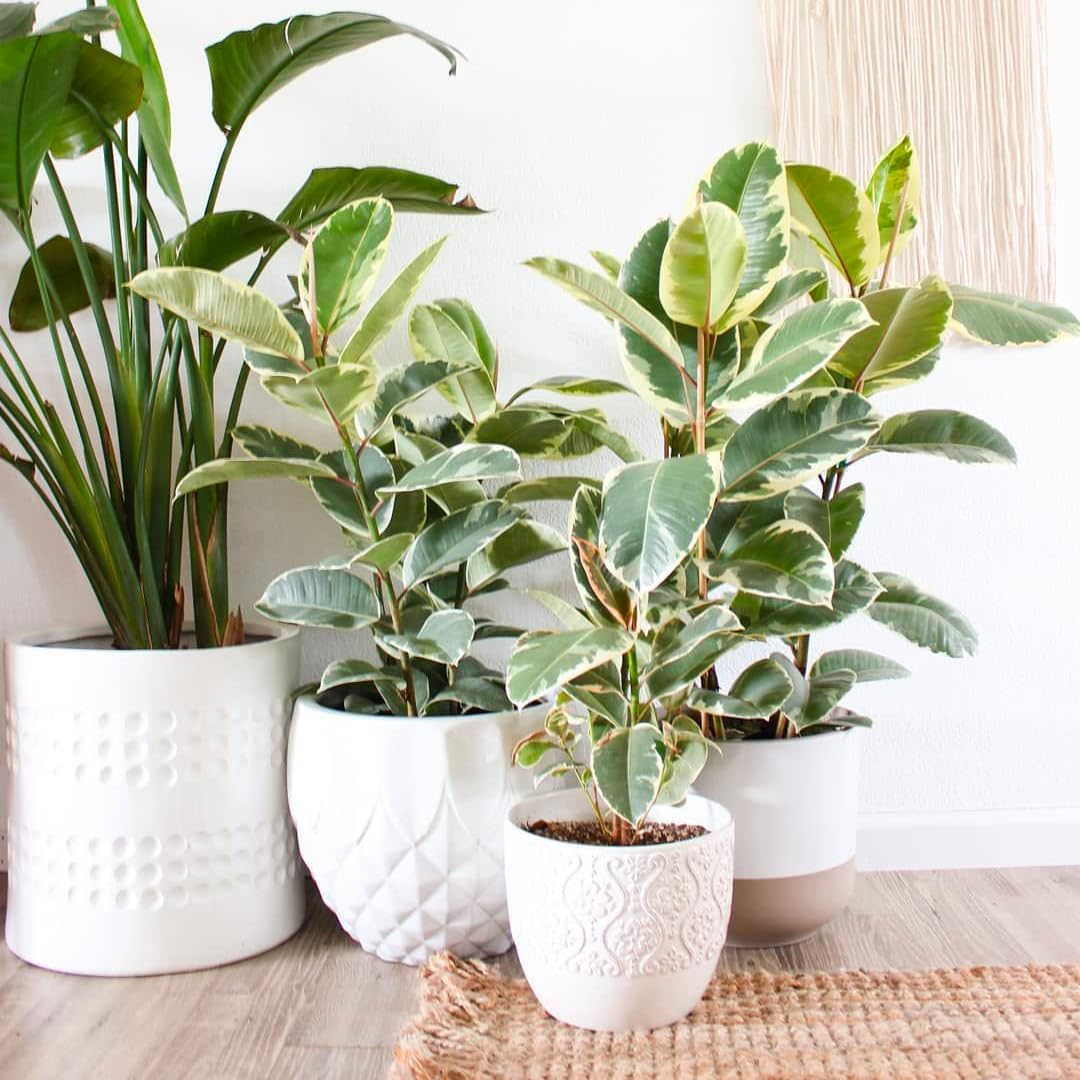 Ficus Tineke, Live Indoor Plants in Grower Pot, Natural Air Purifier in Well-Drained Moist Soil, Gift for Plant Lovers, Birthday Gift, Living Room, Bedroom Decor, 10 Inch, Variegated