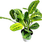 Lemon Lime Prayer Plant Maranta