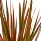 Dracaenas