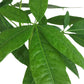 Chinese Money Tree Live Plant