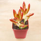 Lithops & Succulent Collection