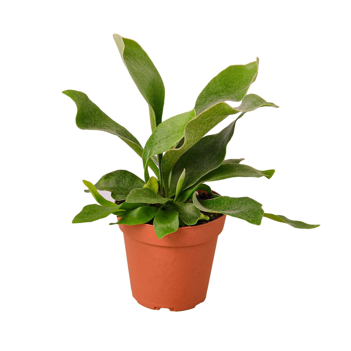 Ferns